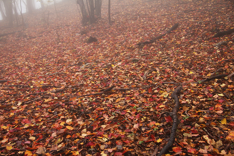 榧ノ尾山で撮影した落ち葉の絨毯になっている地面の写真
