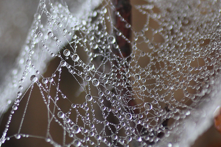 榧ノ尾山で撮影した蜘蛛の糸に付いた無数の水滴の写真