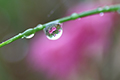 水滴の中に咲くコイワカガミの写真にリンク