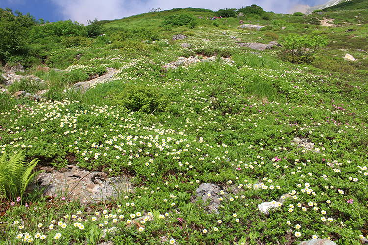 大出原のチングルマのお花畑の写真