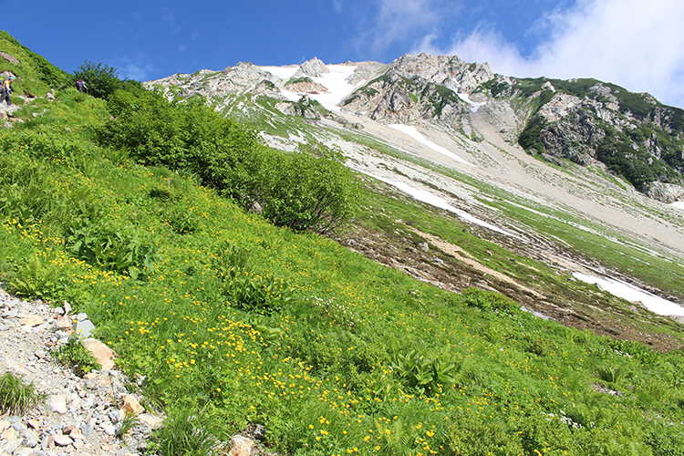 大出原で撮影したミヤマキンポウゲのお花畑と鑓ヶ岳の写真