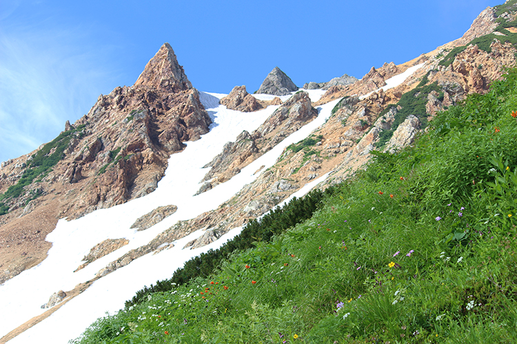 白馬三山で撮影したお花畑と岩峰の写真