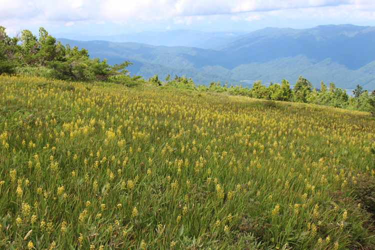 太郎平への登りで撮影したキンコウカのお花畑の写真