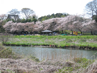 対岸からお花見広場の桜を撮した写真