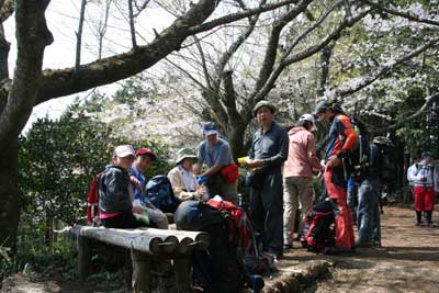 桜の咲く明王峠での写真