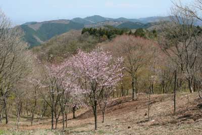 春爛漫の山頂付近の写真