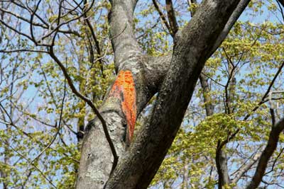 木に付いたオレンジ色の菌のようなものの写真