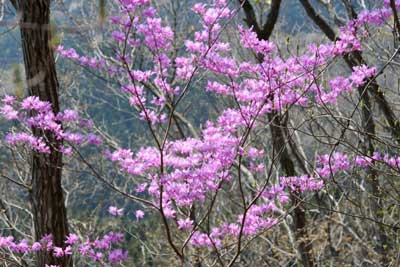 きれいに咲いたミツバツツジの写真
