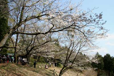 明王峠の桜の写真