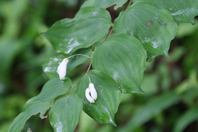ミヤマナルコユリの葉の写真