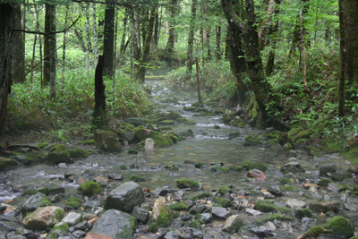 緑の木々の中を流れる小川の写真