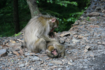 子ザルの毛繕いをしている親猿の写真