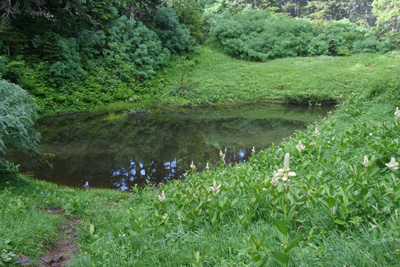妖精の池の写真