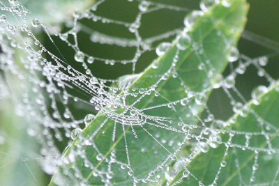 クモの糸に付いた水滴の写真