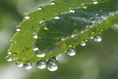 木の葉に付いた水滴の写真