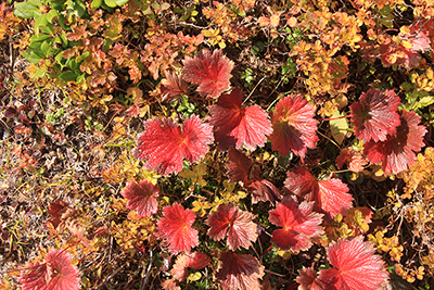 赤く紅葉したミヤマダイコンソウの葉の写真