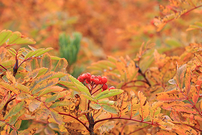 紅葉した葉の中にあるナナカマドの実の写真