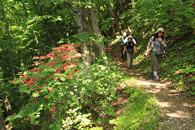 ヤマツツジの咲く登山道を歩いている写真