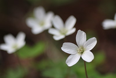 ミヤマカタバミの花の写真