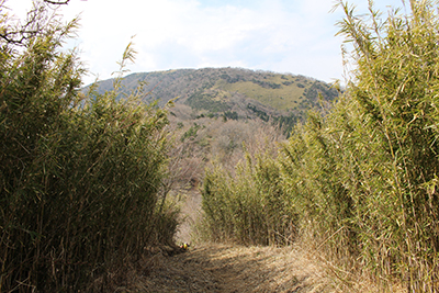 背の高い笹の向こうに見える明神ヶ岳の写真