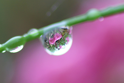 水滴の中に見えるコイワカガミの花の写真