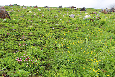 ミヤマキンポウゲが中心のお花畑の写真