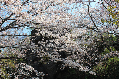 鷹取山の桜の写真
