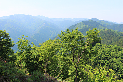 岩茸石山山頂から見た棒ノ折山と川苔山の写真