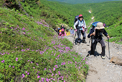 エゾコザクラの群生している登山道を登っている写真