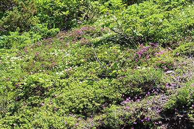 エゾコザクラ、チングルマ、エゾノツガザクラのお花畑の写真