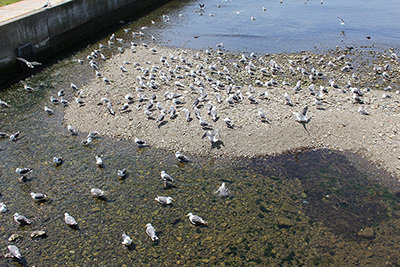 ウトロの河口に集まるオオセグロカモメの群れの写真