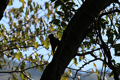 木に止っている鳥のシルエットの写真