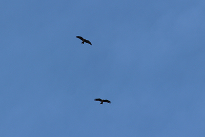 空を舞う２羽のトビの写真
