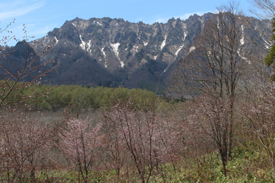 桜と戸隠山の写真