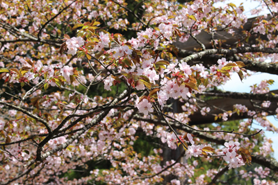 中社で咲いていた桜の写真