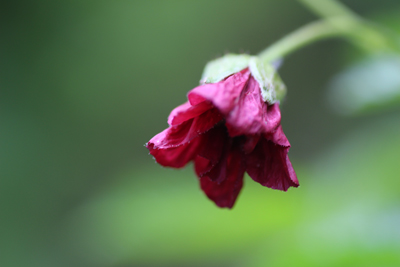 ベニバナイチゴの花の写真