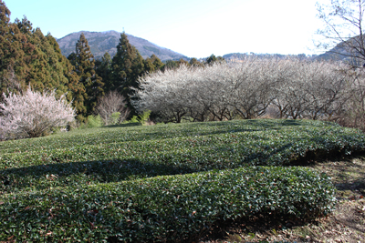 茶畑と満開の梅の木の写真