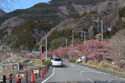 車道の横に連なって咲いている河津桜の写真
