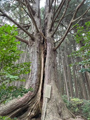幹が二つに分かれて杉の巨木の写真