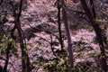 景信山で撮影した桜の写真へリンク