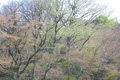 高尾山での芽吹きの頃の写真へリンク