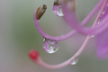 生藤山で撮影したミツバツツジの雄しべに付いた水滴の写真にリンク