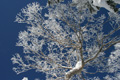 ダケカンバの樹氷の写真へリンク