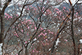 アカヤシオと雪の花の写真へリンク