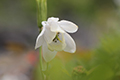 日の出平で撮影した白花のヤマオダマキの写真にリンク