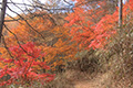 柳沢峠付近の紅葉の写真